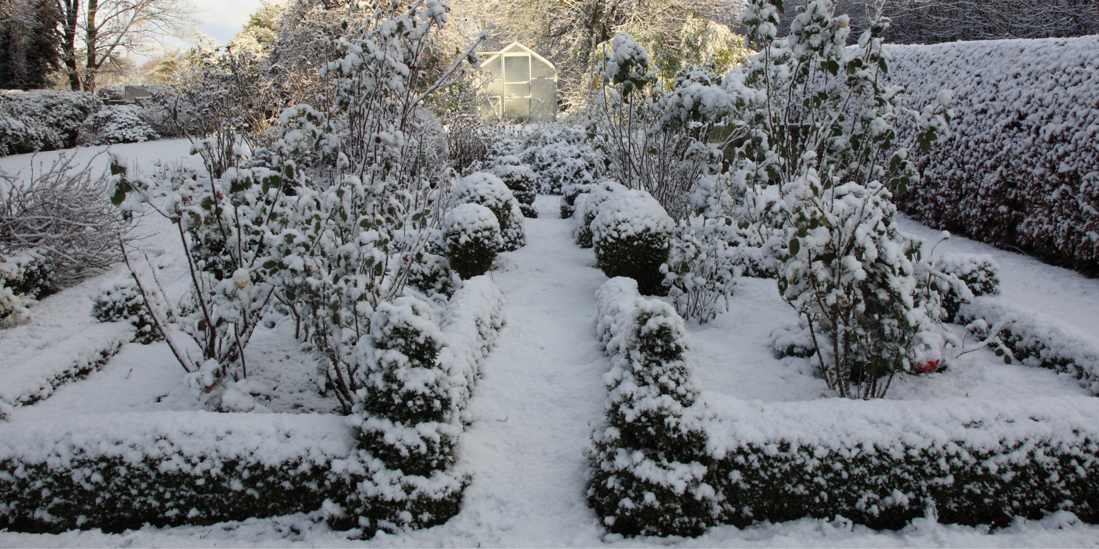 End of January Gardening: Preparing for Spring and Planting Winter Vegetables