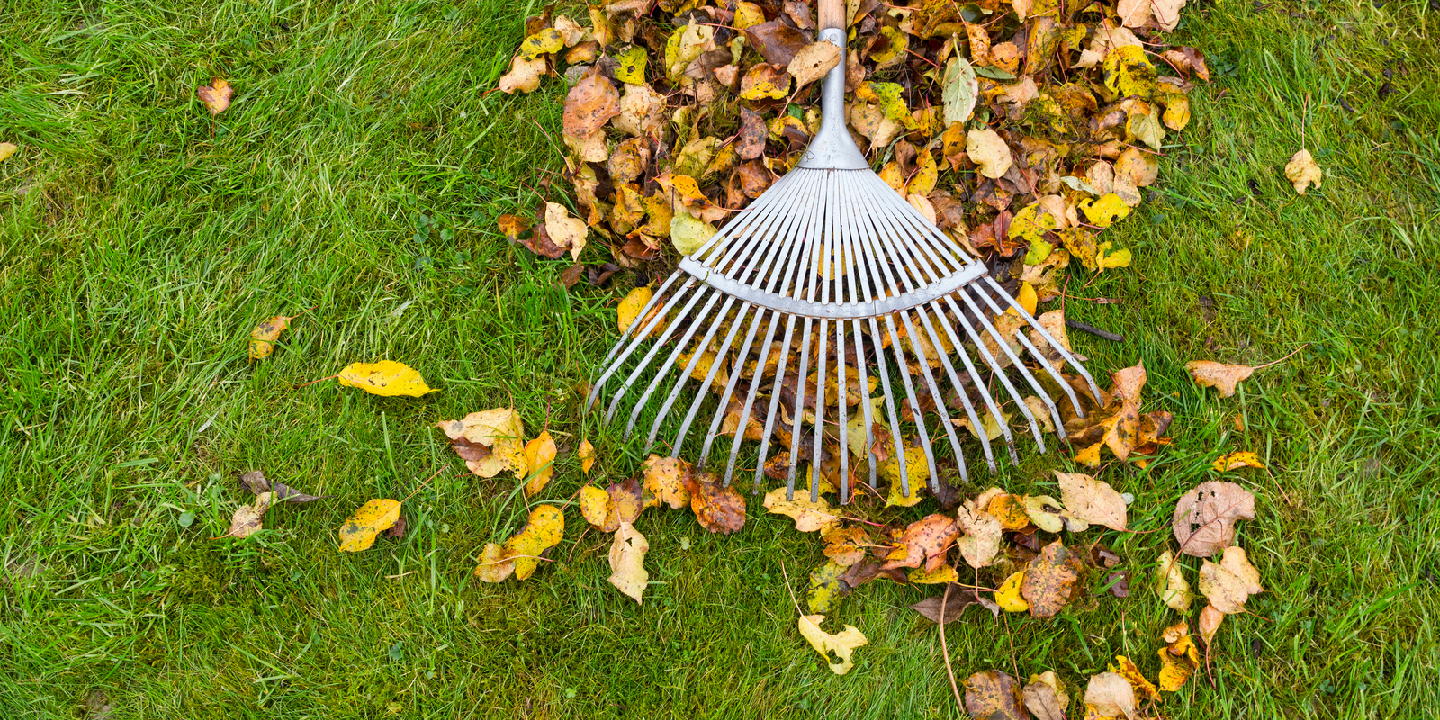 Autumn Gardening