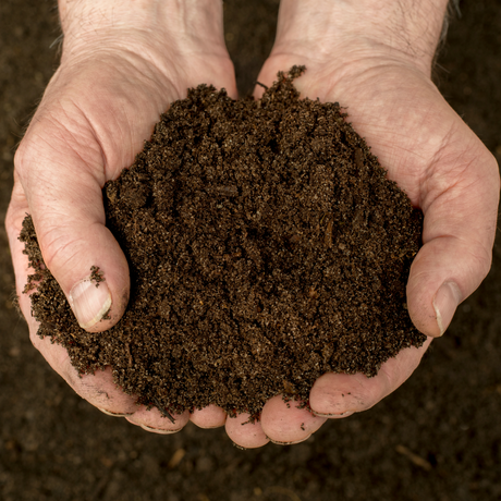 Dandy's Soil Sample