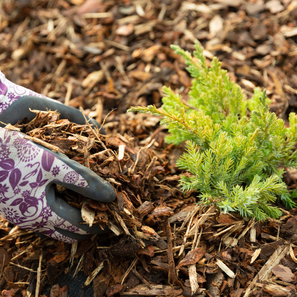 Landscaping Garden Bark Mulch Sample