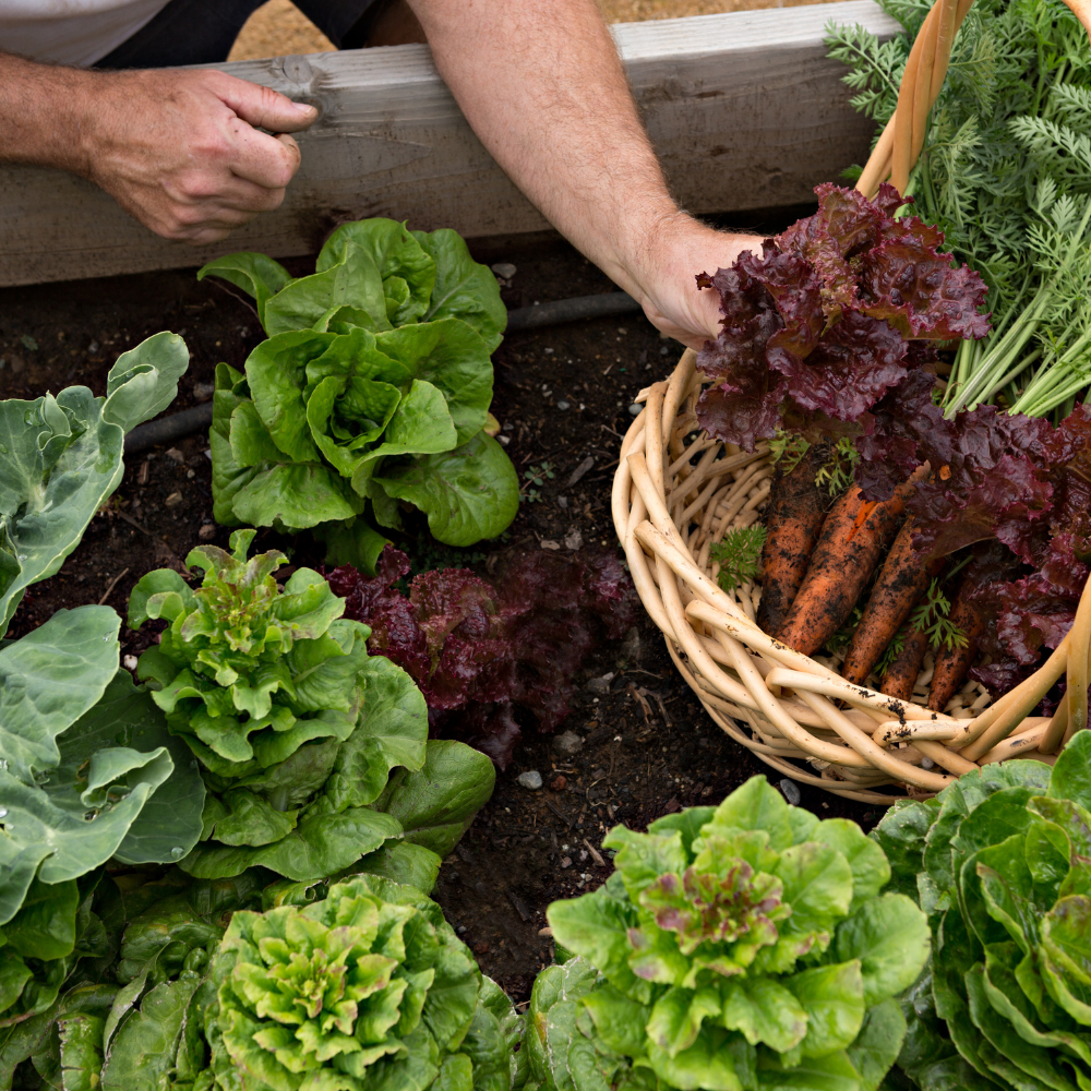 Allotment Pack Special Offer - Topsoil, Compost, Grit and Membrane!