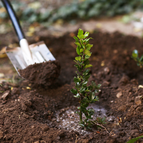 RootMax Tree Planting Soil - Deep Growth Support