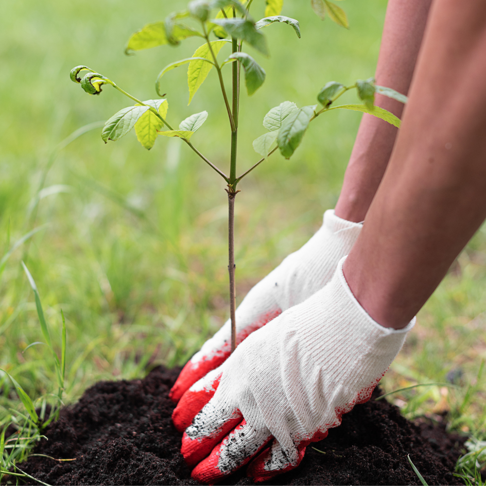 RootMax Tree Planting Soil - Deep Growth Support