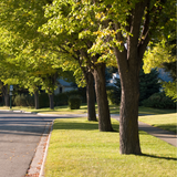 Urban Tree Planting Soil