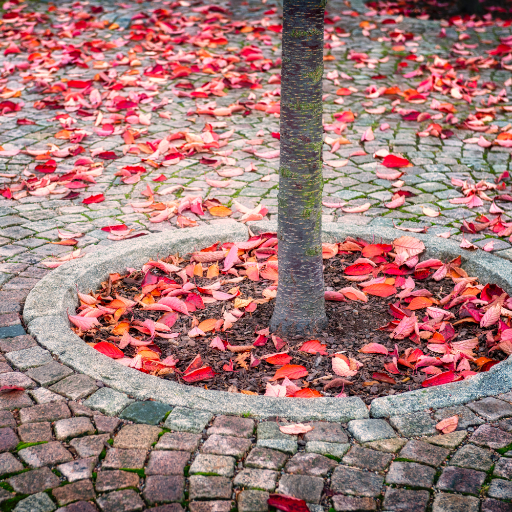 Urban Tree Planting Soil