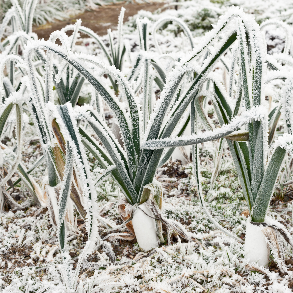 Wintermix Compost